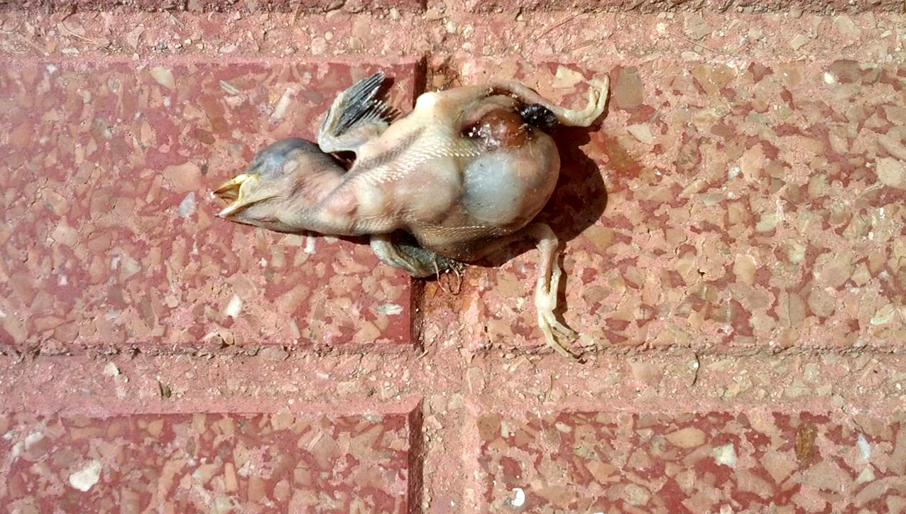 humanlike.co animals dead bird on sidewalk