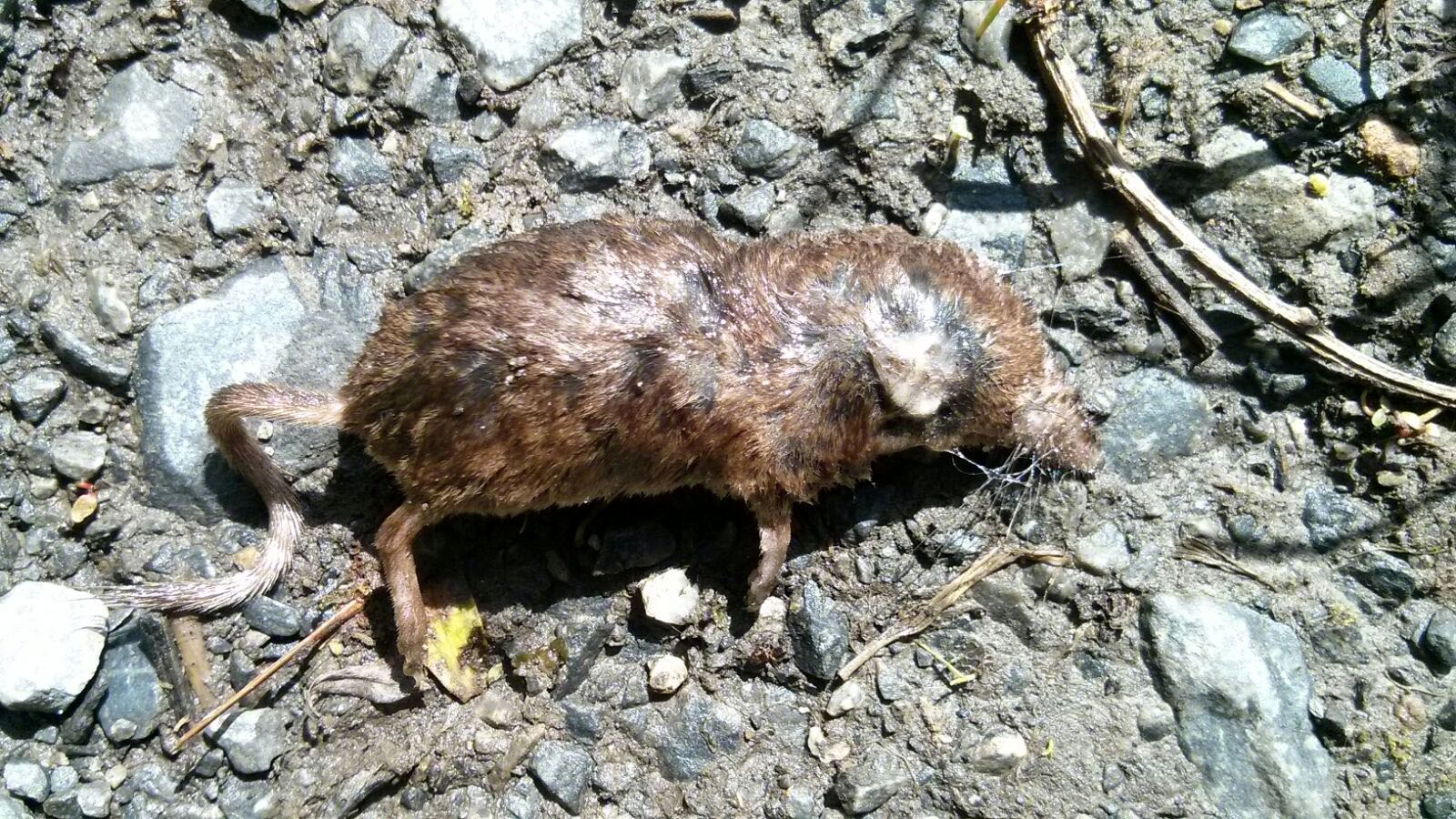 humanlike.co animals dead mole in yard
