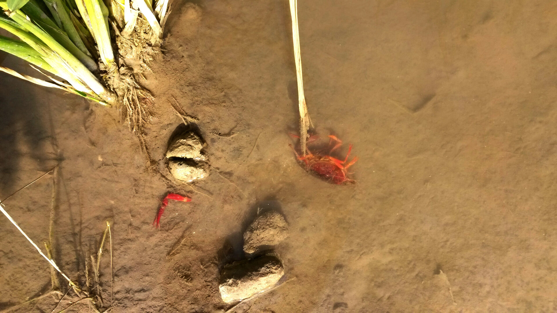 humanlike.co dead animal crayfish in rice field spain