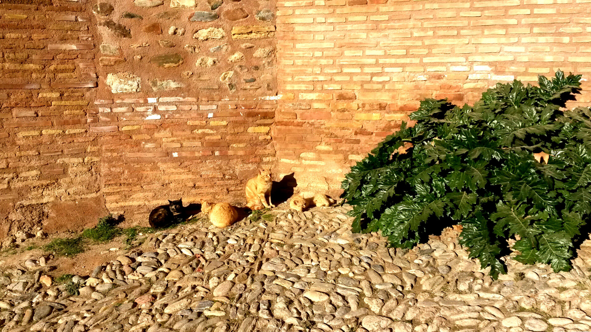 humanlike.co animals camouflage cats granada
