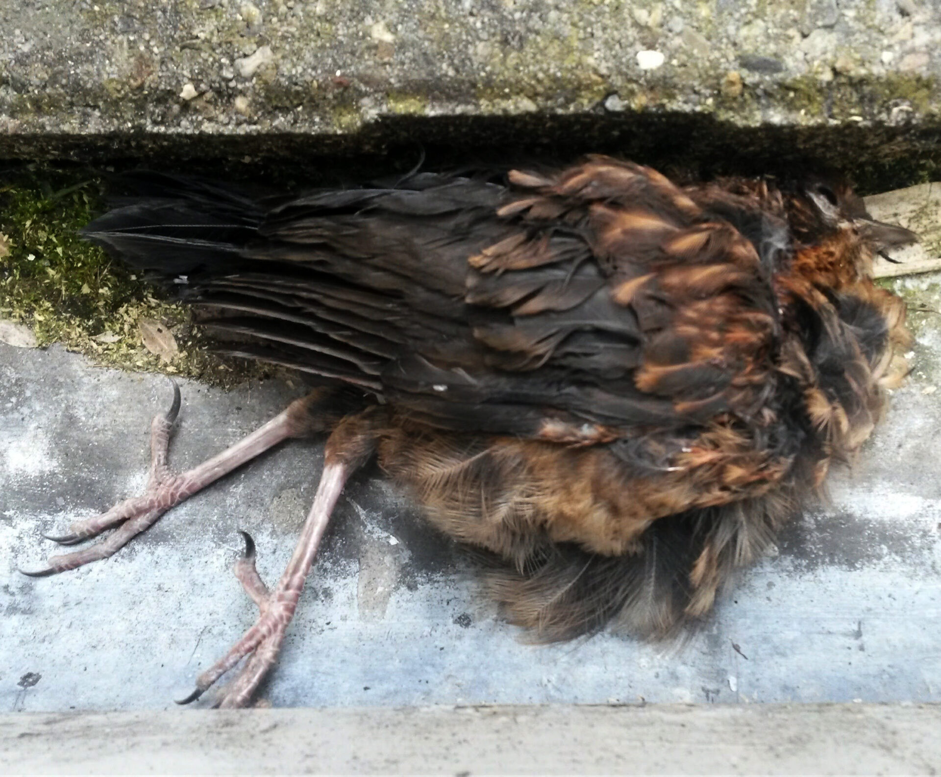 humanlike.co animals dead bird on balcony